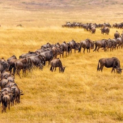 13 Days Tanzania Wildebeest Migration and Rwanda Gorilla Safari