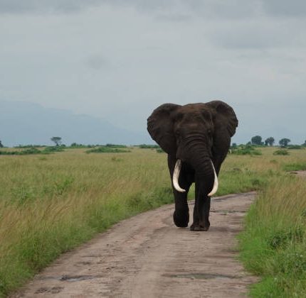 5 Days Buhoma and Queen Elizabeth Safari from Kigali