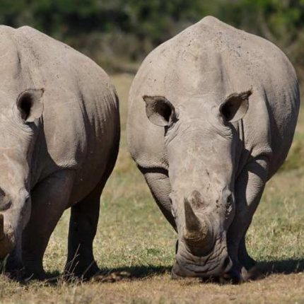 5 Days Ol Pejeta Conservancy and Uganda Gorilla Safari