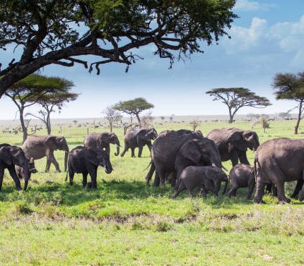 6 Days Best of Tanzania Safari