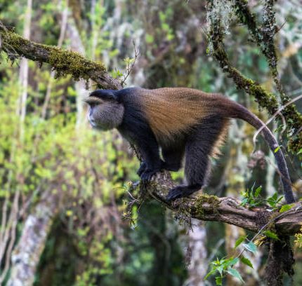 6 Days Golden Monkeys and Gorillas Safari