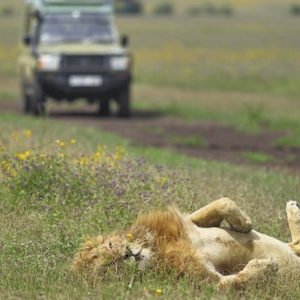 6 Days Ngorongoro and Gorilla Trekking Safari