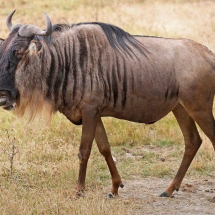 6 Days Wildebeest Migration and Wildlife Kenya Safari