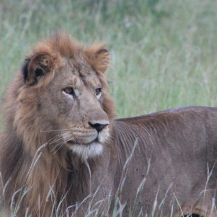 6 days Rwanda Wildlife and Chimpanzee Tour