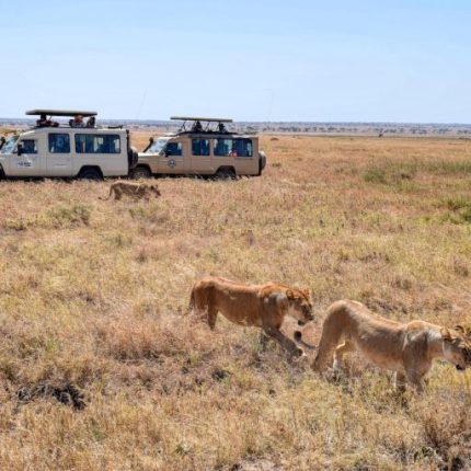 8 Days Serengeti and Rwanda gorilla trekking safari