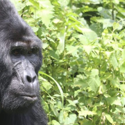 8 Days Uganda and Congo Gorilla Safari