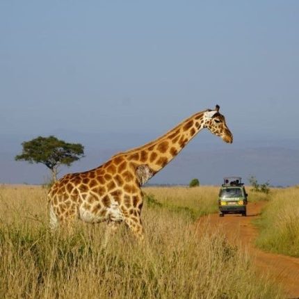 6 Days Western Uganda Safari