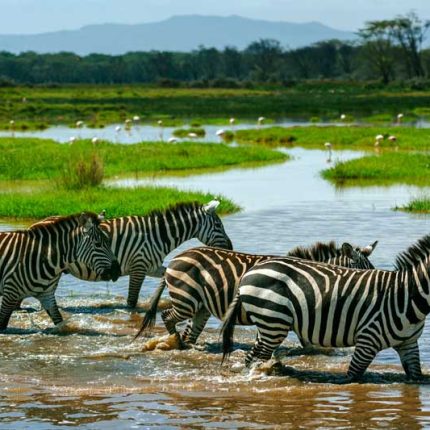 6 Days Majestic Tanzania Safari